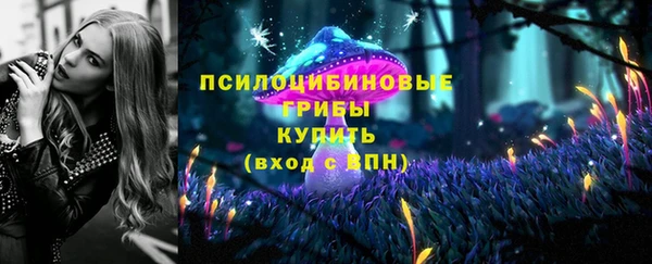 прущие грибы Каменногорск