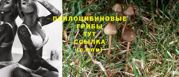прущие грибы Каменногорск